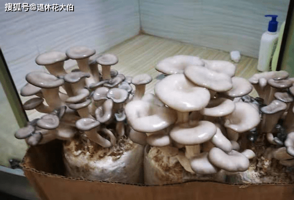 家庭种蘑菇,注意调控这些,生长周期短,产量大,美味又健康