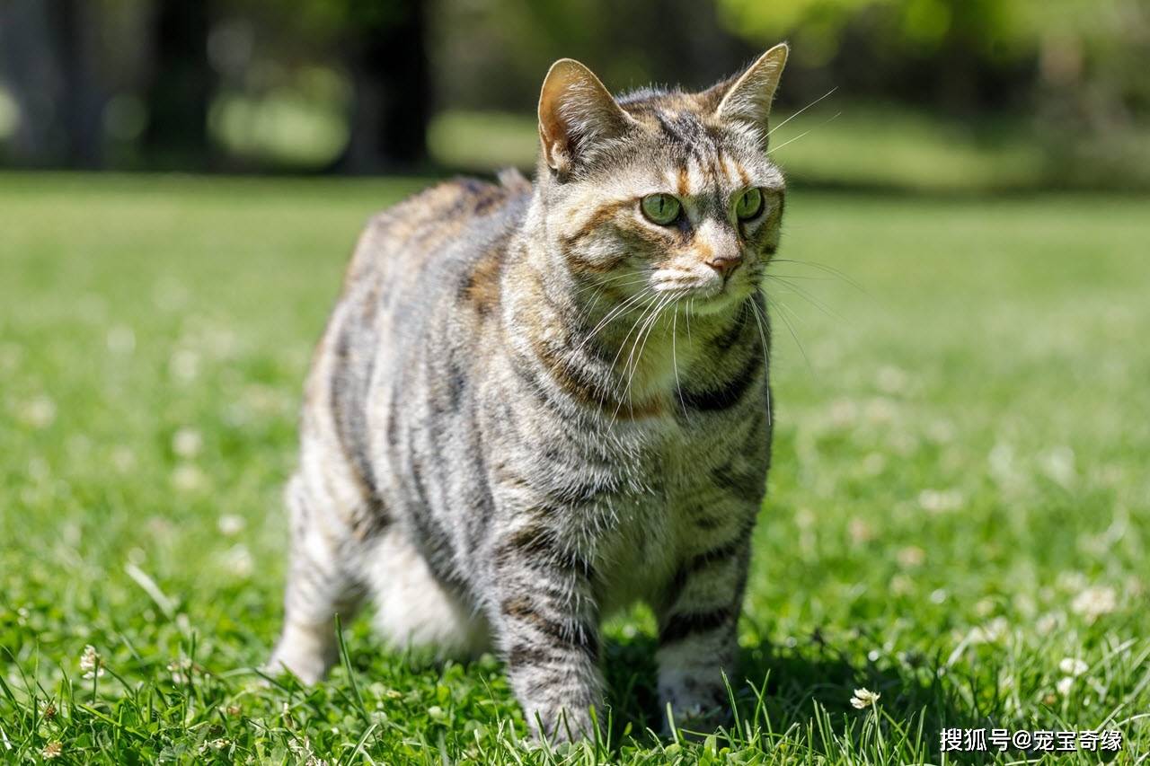 美国短尾猫(american bobtail)