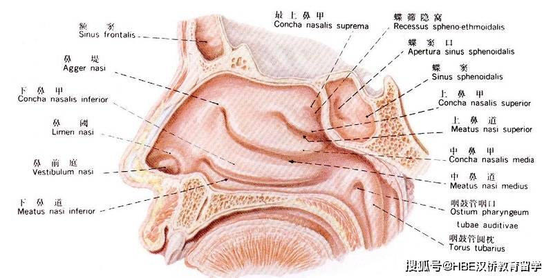 韩国耳鼻喉科学专业-启明大学医学研究生院致力于医学