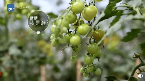 女星穿红毛衣拍写真,背部若隐若现,细腰惹人爱_张天