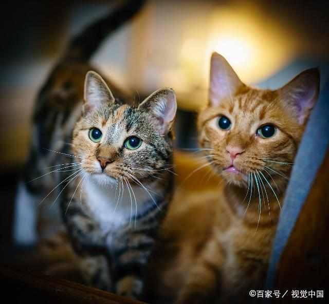 猫咪天生就很傲娇,爱好安静,很喜欢独 ..