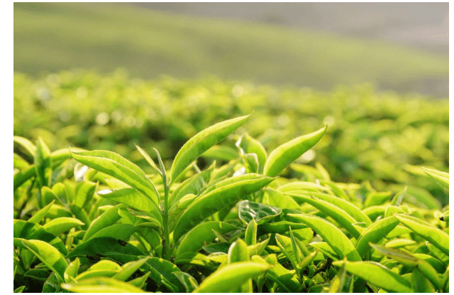 宋代广德散茶的价格最高_茶叶