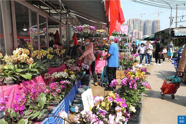原创春节到逛广州最大的岭南花卉市场买盆年花就过年