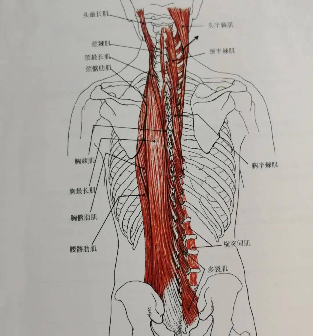 跨越整个背部的竖脊肌最易受伤,8个动作远离损伤