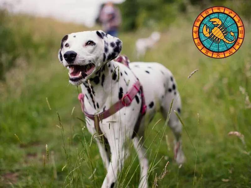 诚实,坦率 达尔马提亚犬 达尔马提亚犬又称斑点狗,天蝎与达尔马提亚犬