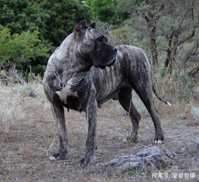 原创这5种猛犬,可以轻松碾压藏獒,中国一神秘猛犬入围其中