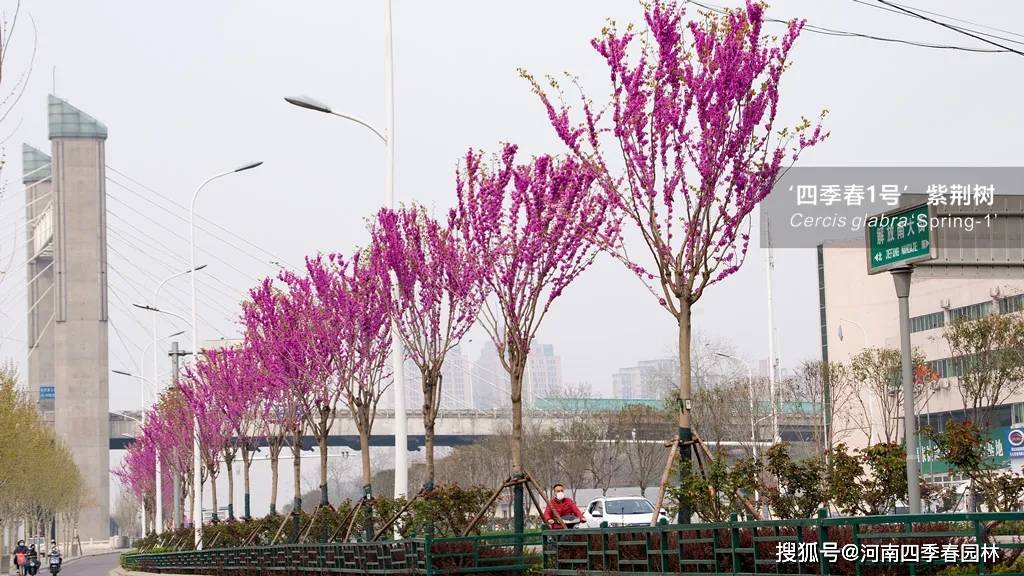 拉丁名:cercis glabra "spring-1" 科属:豆科紫荆属 花期:3月中旬至4
