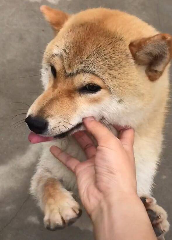柴犬变成一只猴子,主人爱不释手,耍起萌来变乖宝!