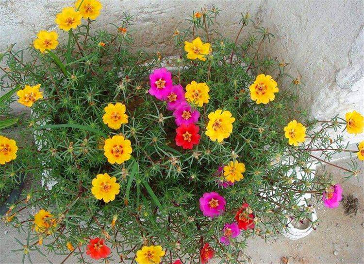 太阳花棒棒糖制作"3步走",简单实用,开花开量大,最适合新手