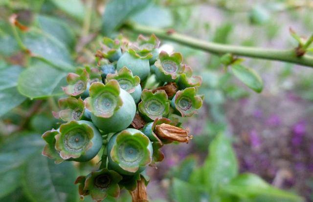 原创蓝莓从花芽分化出花苞的过程,养护中注意几点,开花多,质量高