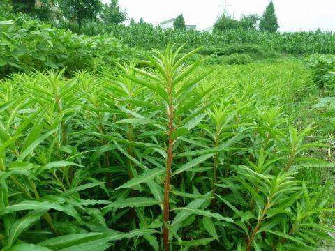 原创农村山里的野草,被苗族人称为神仙草,是治肝病良药,遇到请珍惜