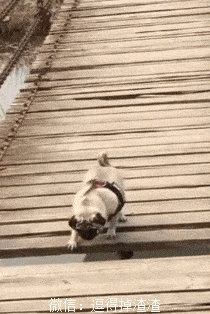 搞笑gif段子:这就是我喜欢住在下铺的原因