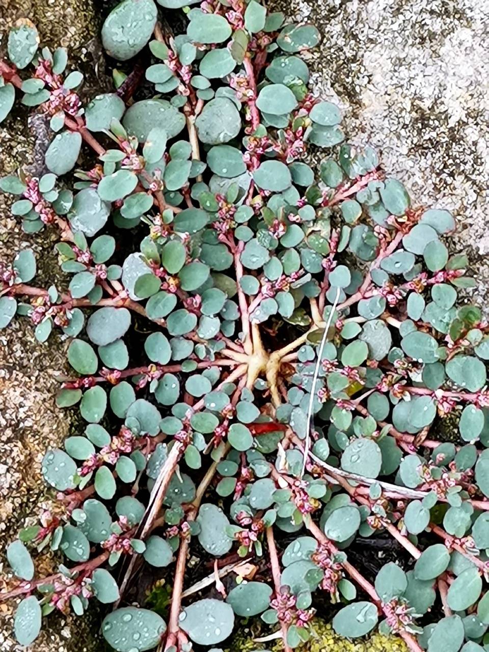 千奇百怪的植物叶子随便一拍好神奇