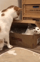 搞怪gif:动物界不能被人类驾驭的,他们有自己的行为方式