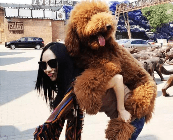 为什么同样是贵宾犬而巨型贵宾犬却遭嫌弃原因有6个