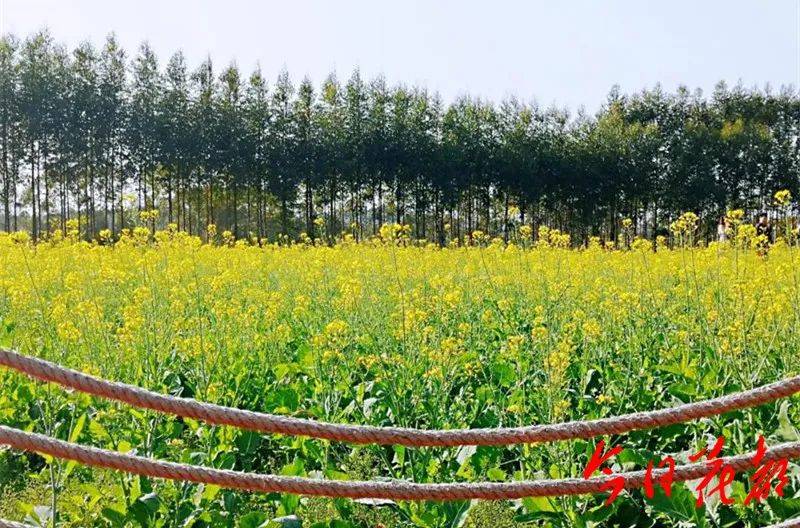 地点:广州市花都区赤坭镇蓝田村九曲河畔蓝田油菜花基地 自驾游指南