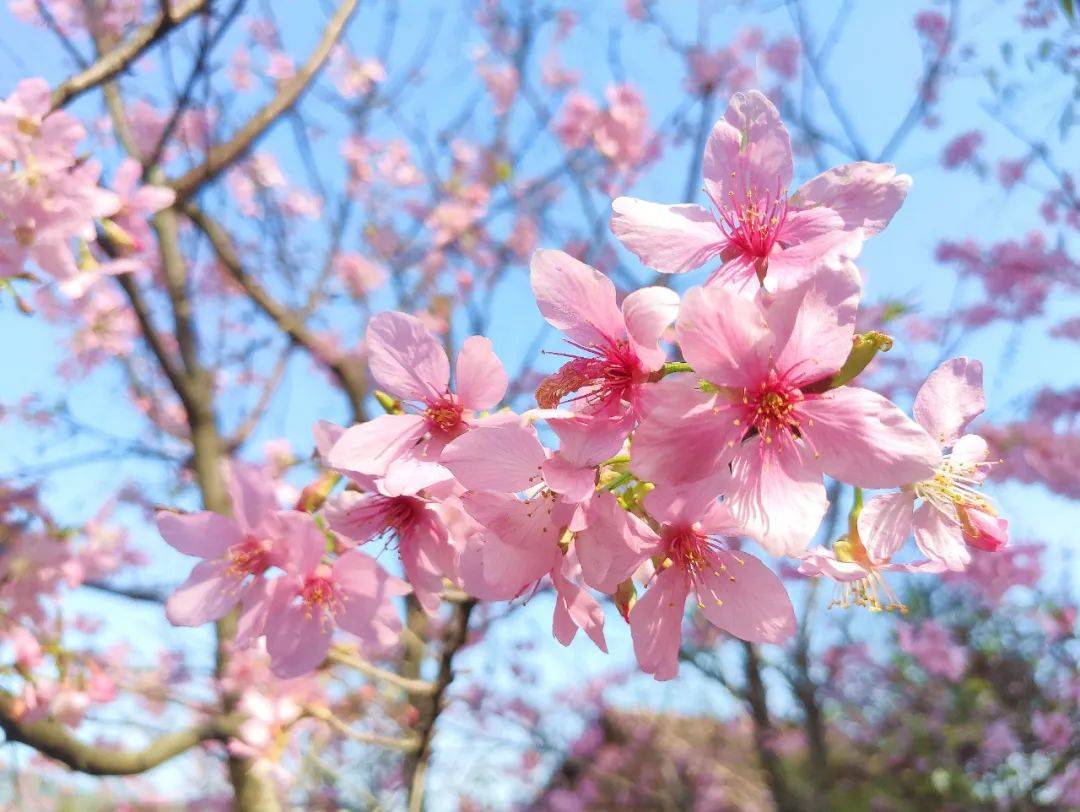 (左图为樱花,右图为桃花) 而樱花的花柄较长,先开出小软花托,然后再