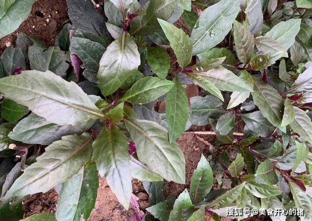 3月份的4大野菜,鲜嫩翠绿清脆爽口,消炎祛积热,遇见莫