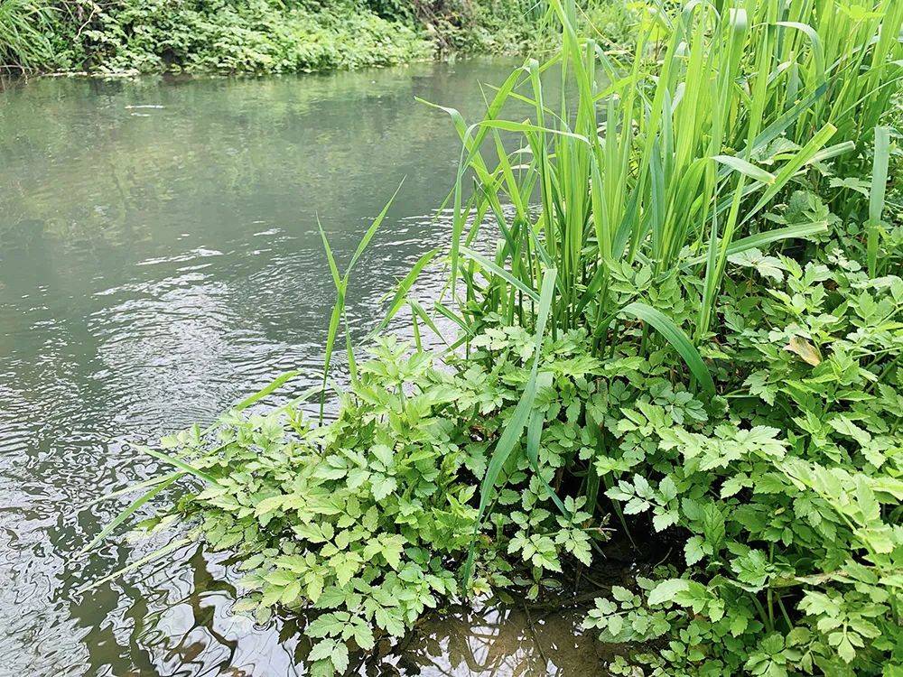 农村4种水生野菜春季吃正合适营养美味第4种人称锌王