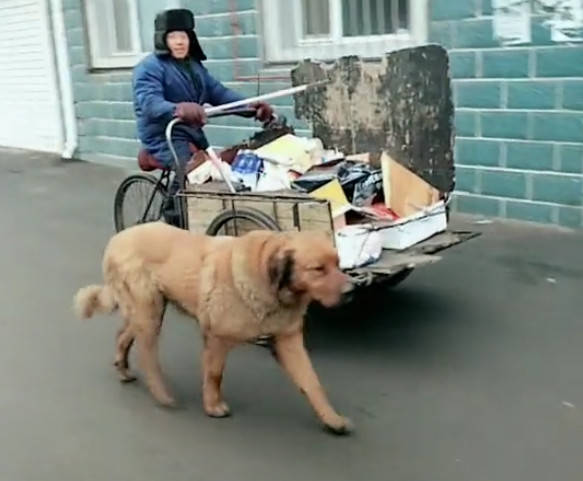 原创现实版忠犬八公大黄狗帮年老主人拉车勒紧的脖子看的人好心疼