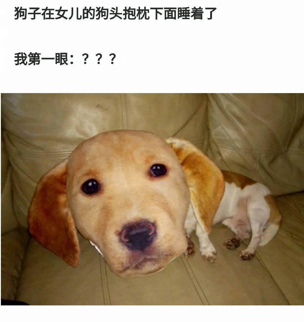 太吓人了,宠物恶搞的瞬间