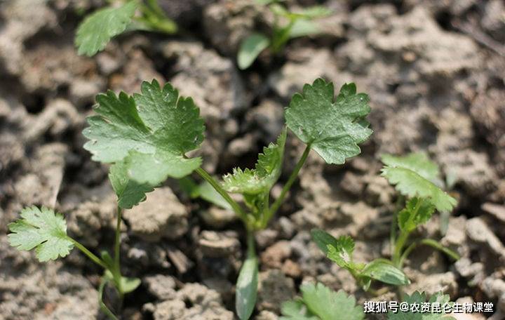 香菜种植时候的要点有什么?香菜的肥水管理有哪些?怎样管理香菜?