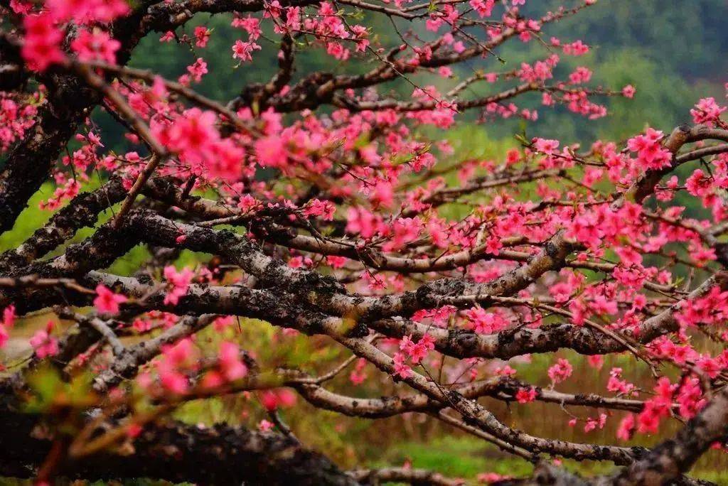 每年2月中下旬至3月初 河源市连平上坪桃花山的桃花竞相开放 漫山遍野