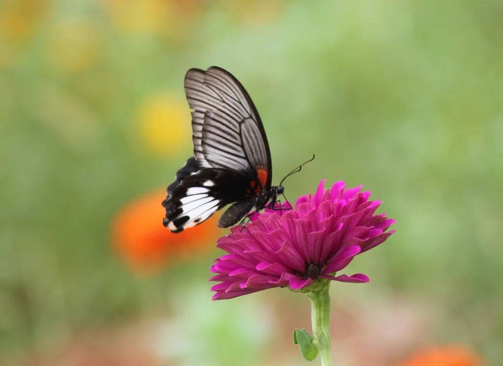 《蝶恋花》之二