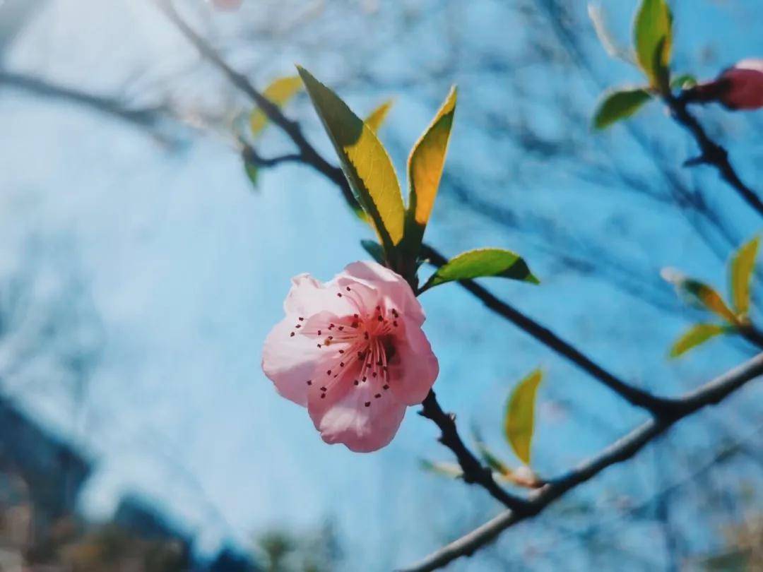 "一树桃花满庭春",还不快来千桃园寻桃花