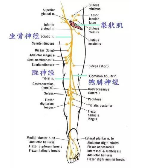 坐骨神经痛大揭秘你都了解了多少