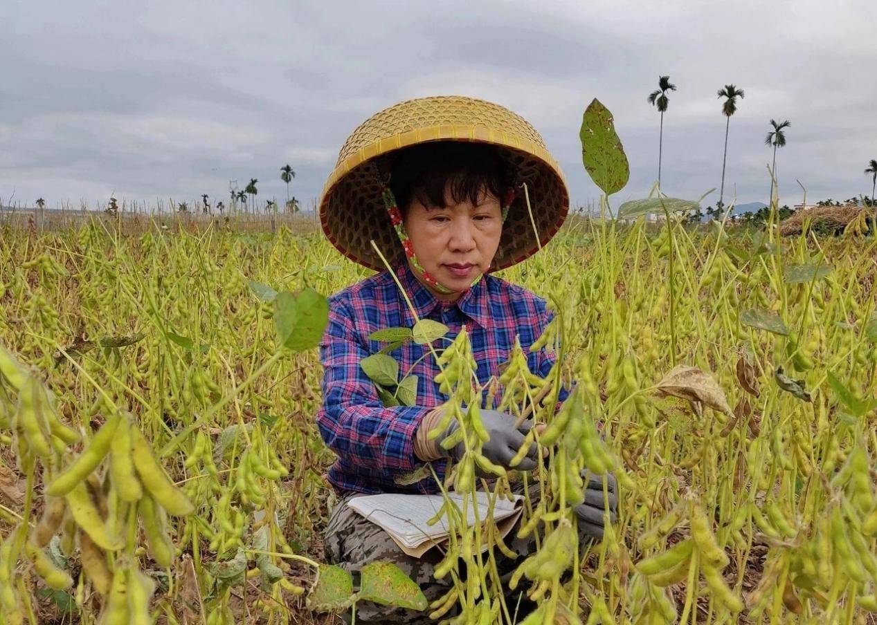 黑龙江海伦市李艳华:扎根黑土忙育种 伴豆一生谱新篇_大豆