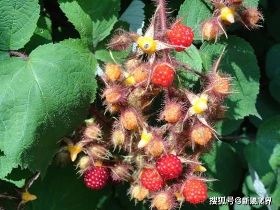 (我觉得红黑的比较好吃)刺泡儿的果子基本就是一层皮儿包的全是汁水