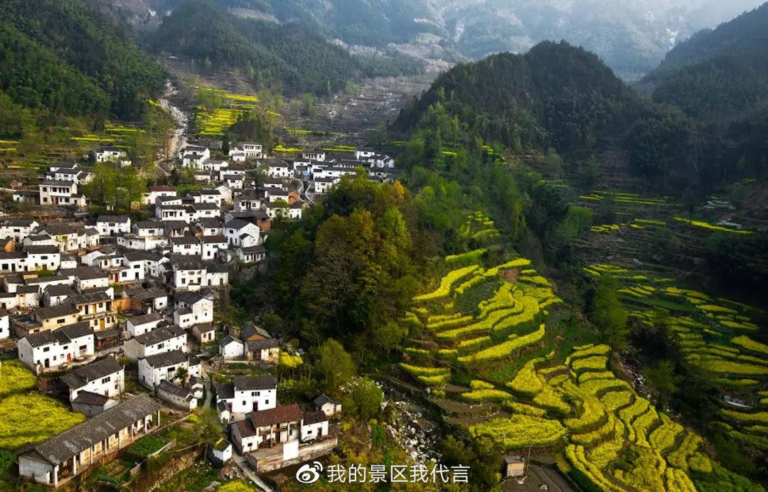 绩溪的春天是从油菜花绽放开始,花期预告请查收!
