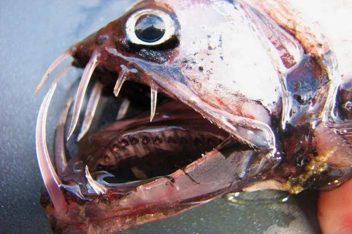 巨银斧鱼 巨银斧鱼生活于深海,眼睛呈筒状凸起,垂直位,视向背方.