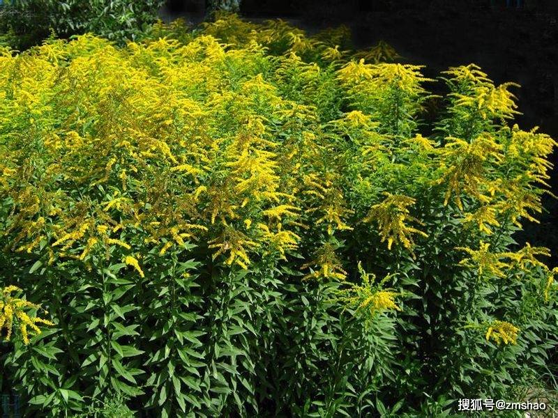 一枝黄花花