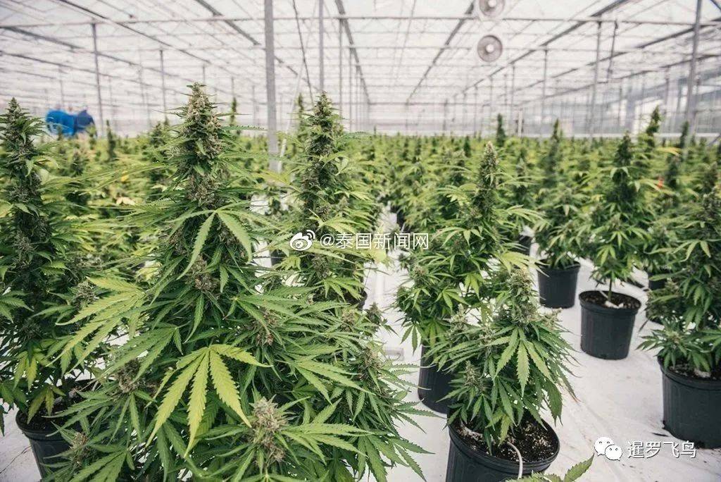 专家:到2025年,大麻可为泰国制药业创造80亿泰铢的收入