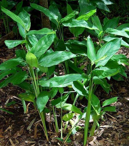 原创此植物叫菱薯根茎似竹笋做成盆栽好看又好吃