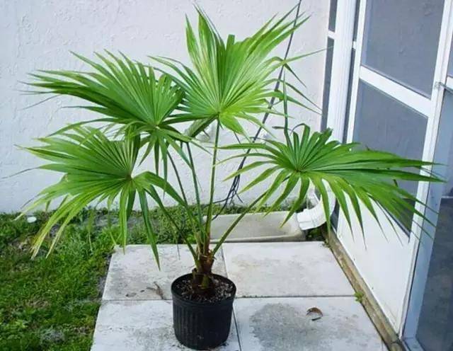 家里种棵蒲葵树绿化观赏效果好还能用来做扇子一举两得
