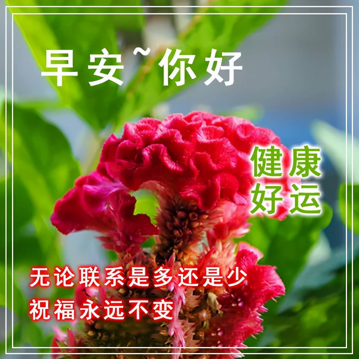 原创早上好!新的一天,祝事事顺心如意,愿你开心快乐