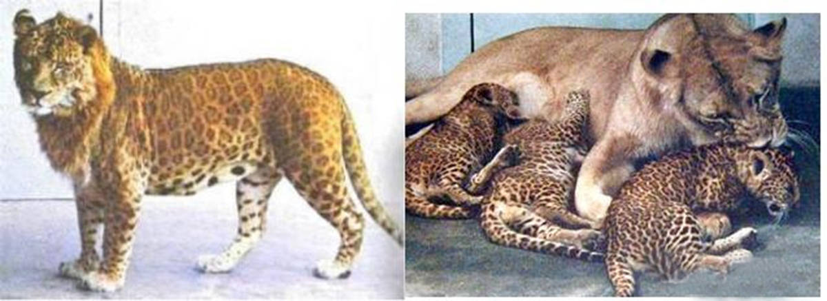 豹子与狮子花前月下?都听说过狮虎兽,那豹和狮子能生出豹狮兽吗