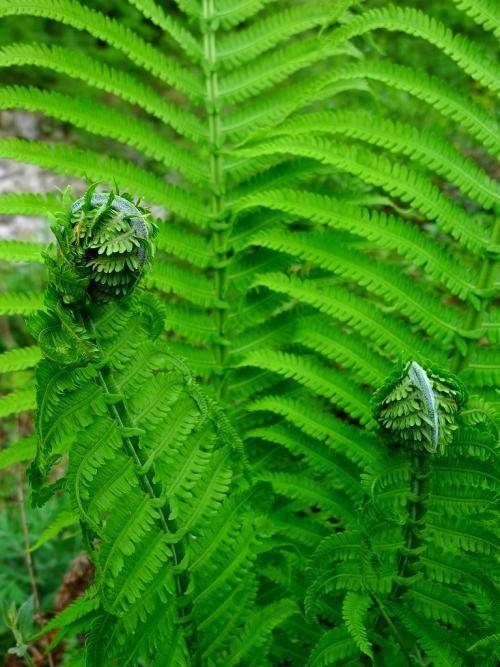 原创地栽养花有外来户蕨类植物开始蹿芽没想到挺好看