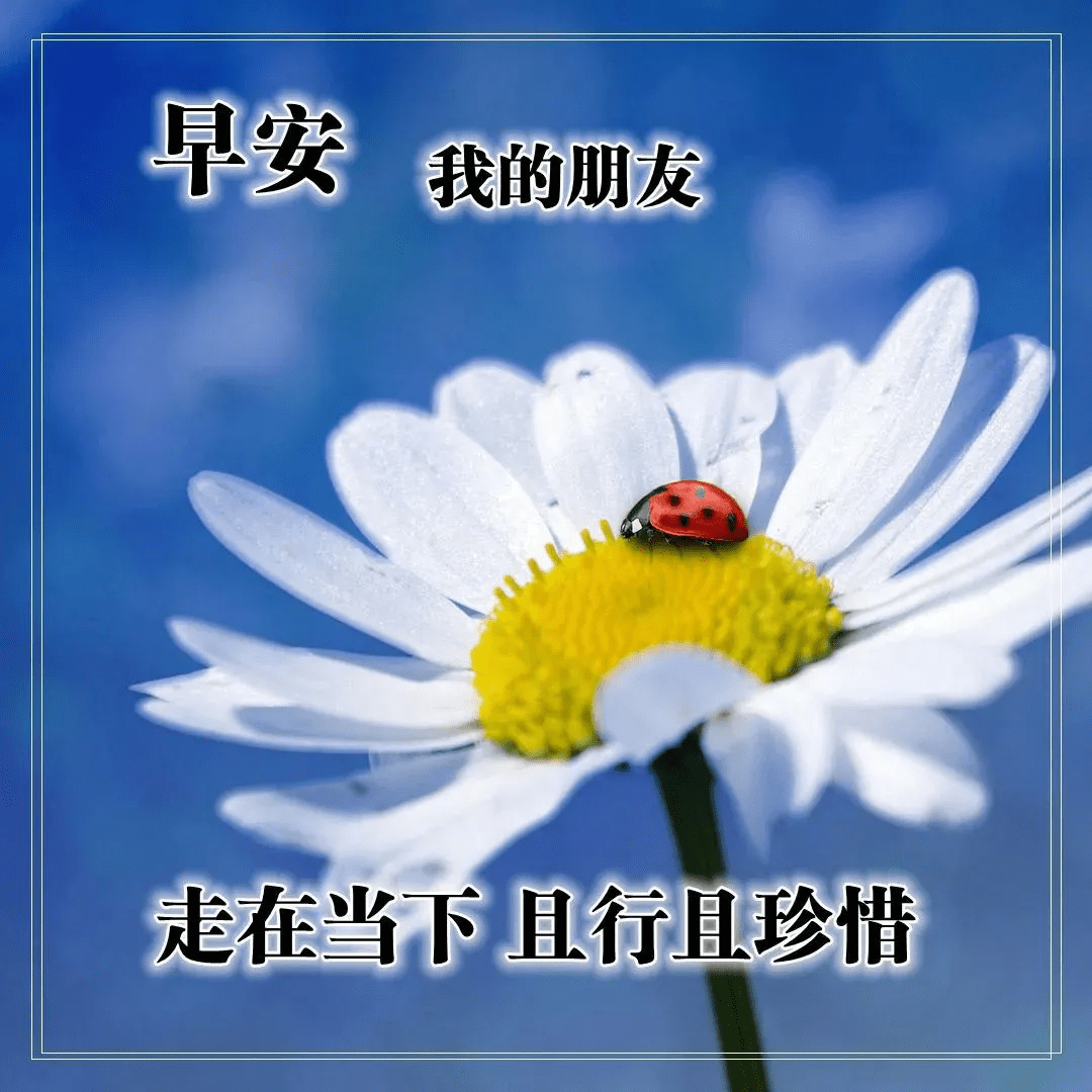 原创早上好问候语图片大全,最美早安祝福语唯美表情