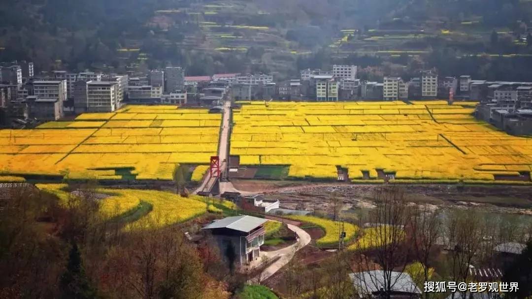力 以"游新场花海·览果蔬之乡"为主题的 通江县新场镇第四届菜花节