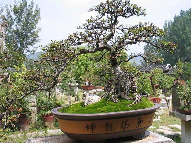 火棘盆景价值高,红果子挂枝头更喜庆,养出造型有方法