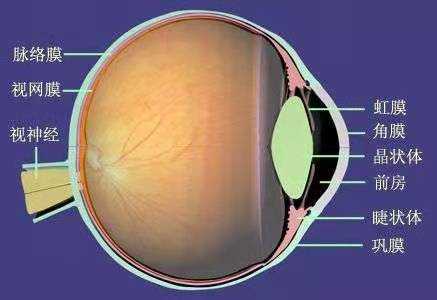 新视力自然疗愈带领大家一起来了解眼球结构