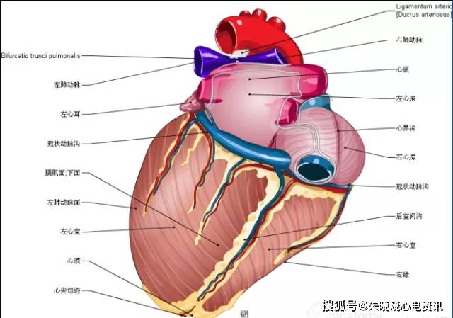 50张高清心脏解剖图谱,太赞了