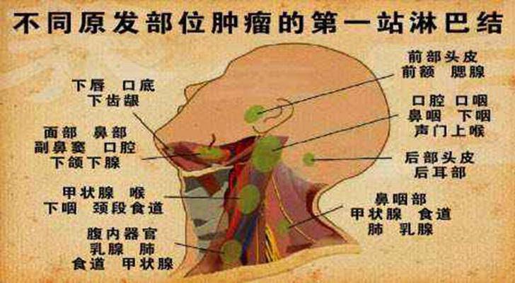 因为颈部分布着很多淋巴组织,这些淋巴组织本身可以发挥免疫功能.