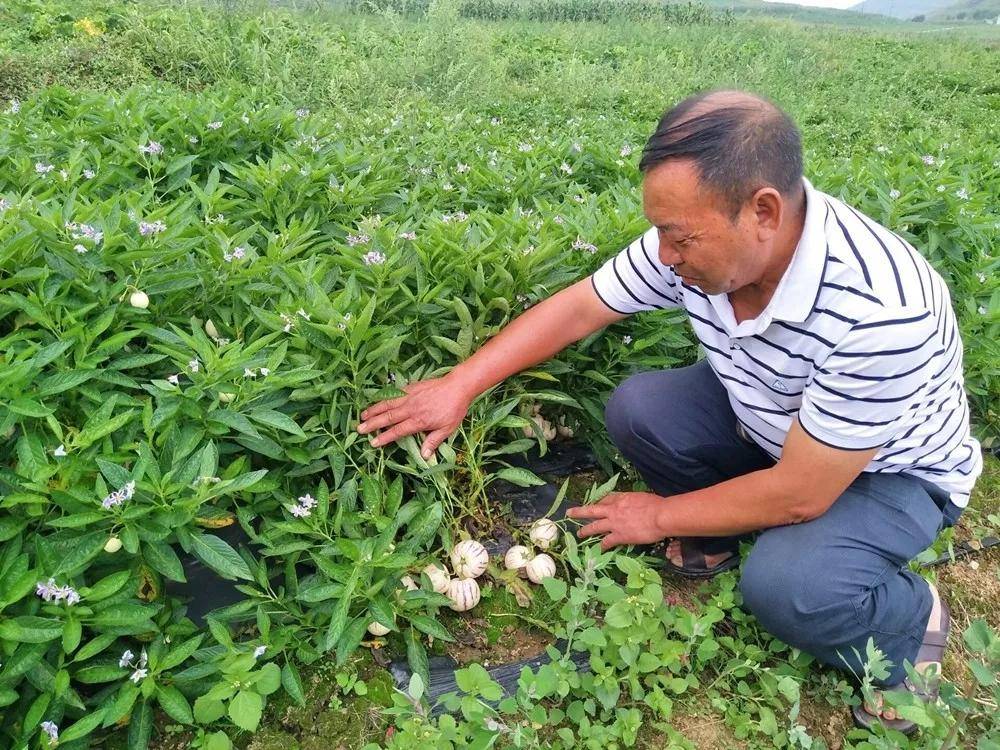 2021年农民承包土地搞种植业,3大优惠政策扶持,专家告诉你