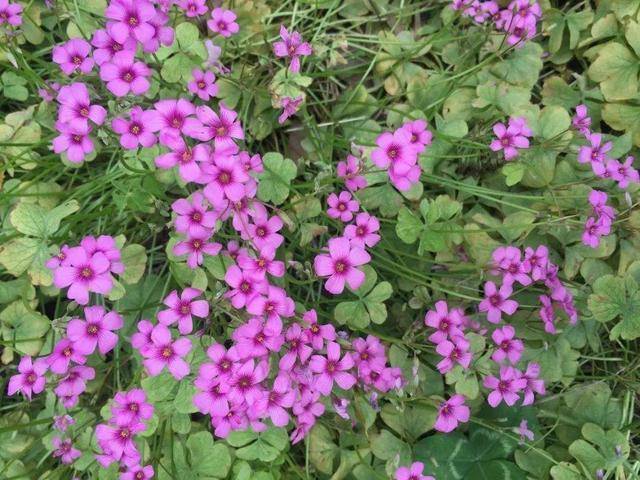 红花三叶草春秋盛开一大片,花色温暖唯美价值高,值得养一片