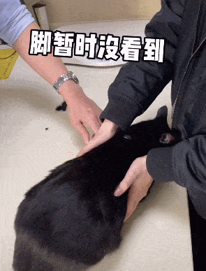 而小家伙之所以经常这么蹭,怕是…苍蝇转世吧